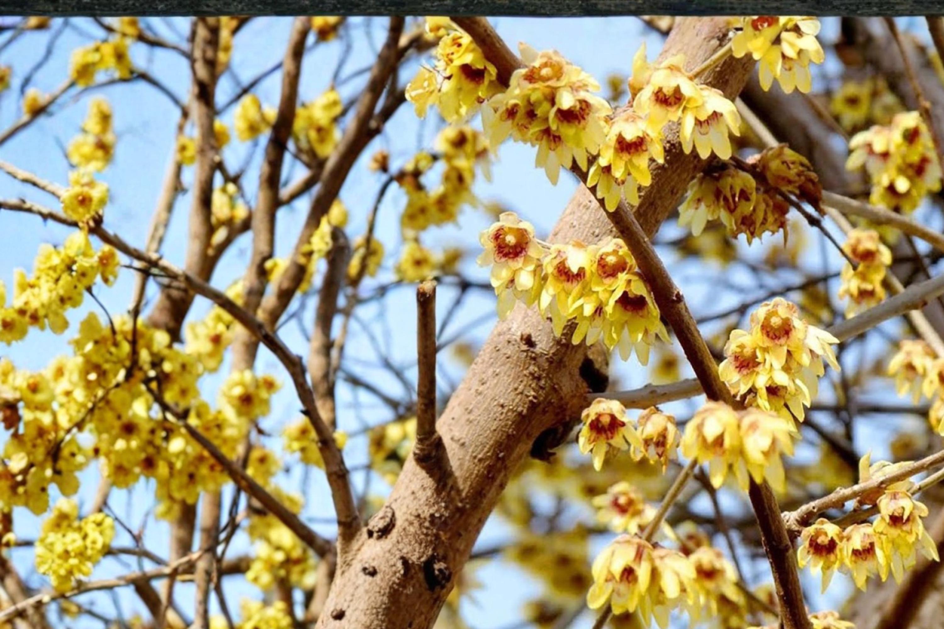 Fragrant Wintersweet Seeds – Chimonanthus praecox – Yellow Waxy Flowers, Deciduous Shrub for Garden Borders and Landscaping