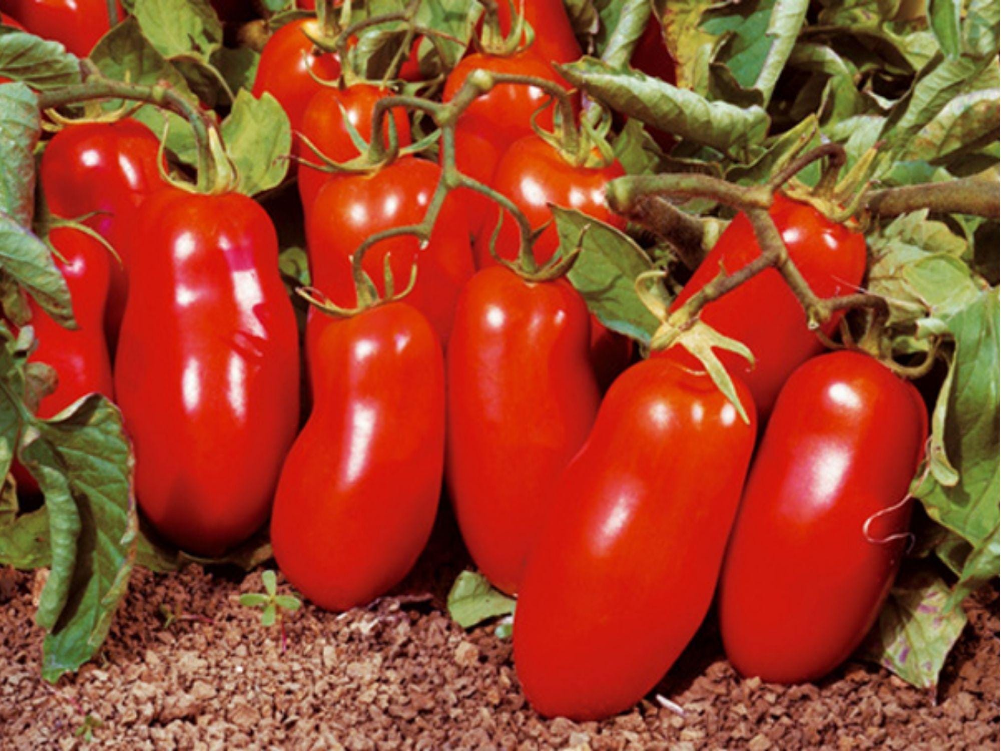 San Marzano Tomato Seeds – 30 Count, Indeterminate Paste Variety, Solanum lycopersicum for Sauce & Cooking