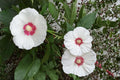 False Confederate Mallow Seeds – Hibiscus paramutabilis, Deciduous Shrub with Pink to White Flowers