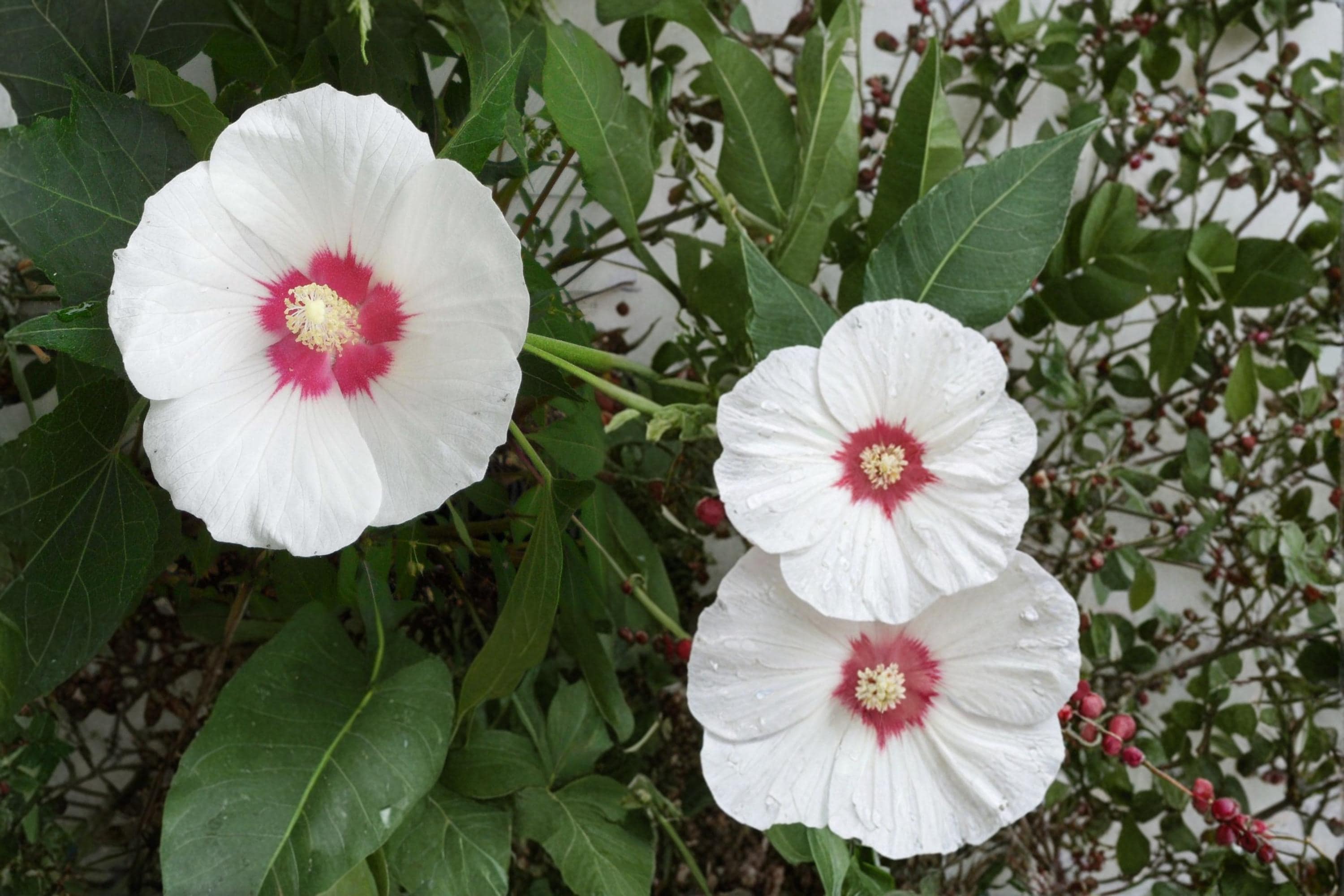 False Confederate Mallow Seeds – Hibiscus paramutabilis, Deciduous Shrub with Pink to White Flowers