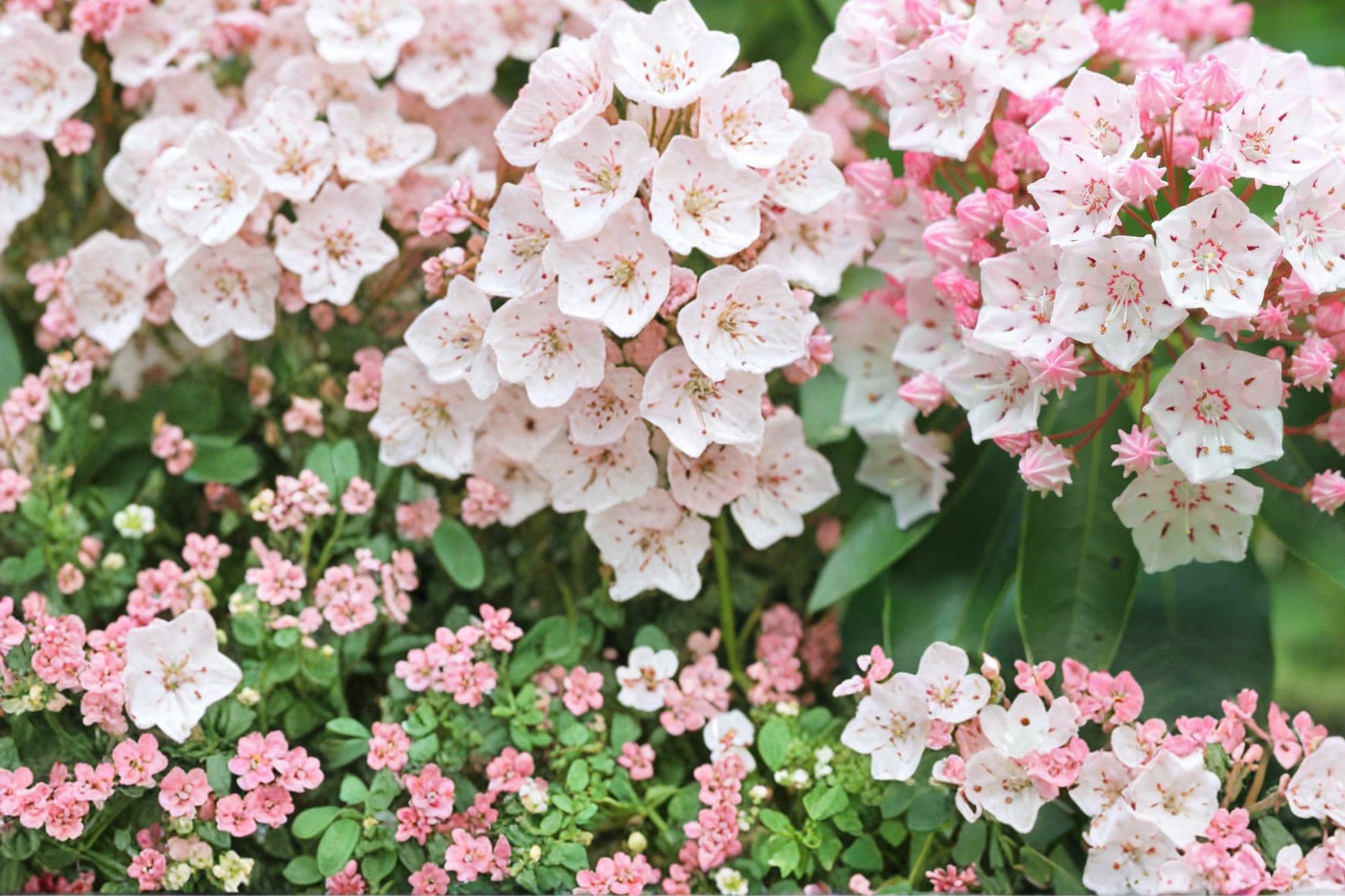 Mountain Laurel Seeds – Kalmia latifolia Evergreen Shrub with Pale Pink to White Flowers, Shade Garden Plant, 100 Seeds