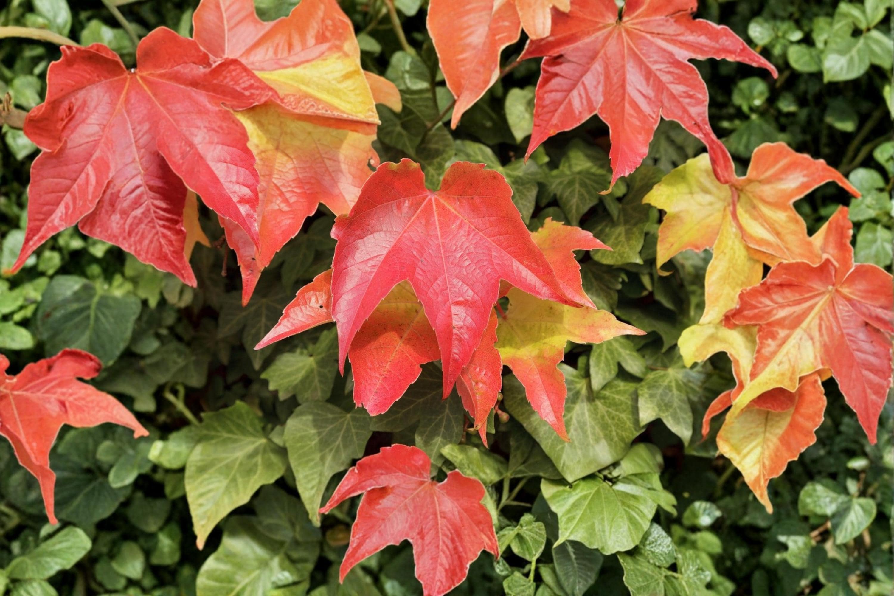 Boston Ivy Seeds – Parthenocissus tricuspidata – Climbing Vine for Walls & Fences, Deciduous Garden Plant