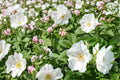 White Rugosa Rose Seeds – Rosa rugosa alba, Fragrant White Flowers, Ornamental Shrub, Hardy Perennial, Coastal and Landscape Plant