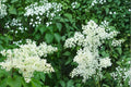 Japanese Tree Lilac Seeds – Syringa reticulata, Deciduous Flowering Tree with Creamy White Clusters