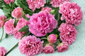 Garden Peony Seeds – Paeonia lactiflora Herbaceous Perennial with Large Colorful Flowers, Border & Garden Bed Plant