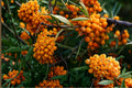 Sea Buckthorn Seeds – Hippophae rhamnoides – Deciduous Shrub with Bright Orange Berries, Drought Tolerant, Coastal & Hedge Plant