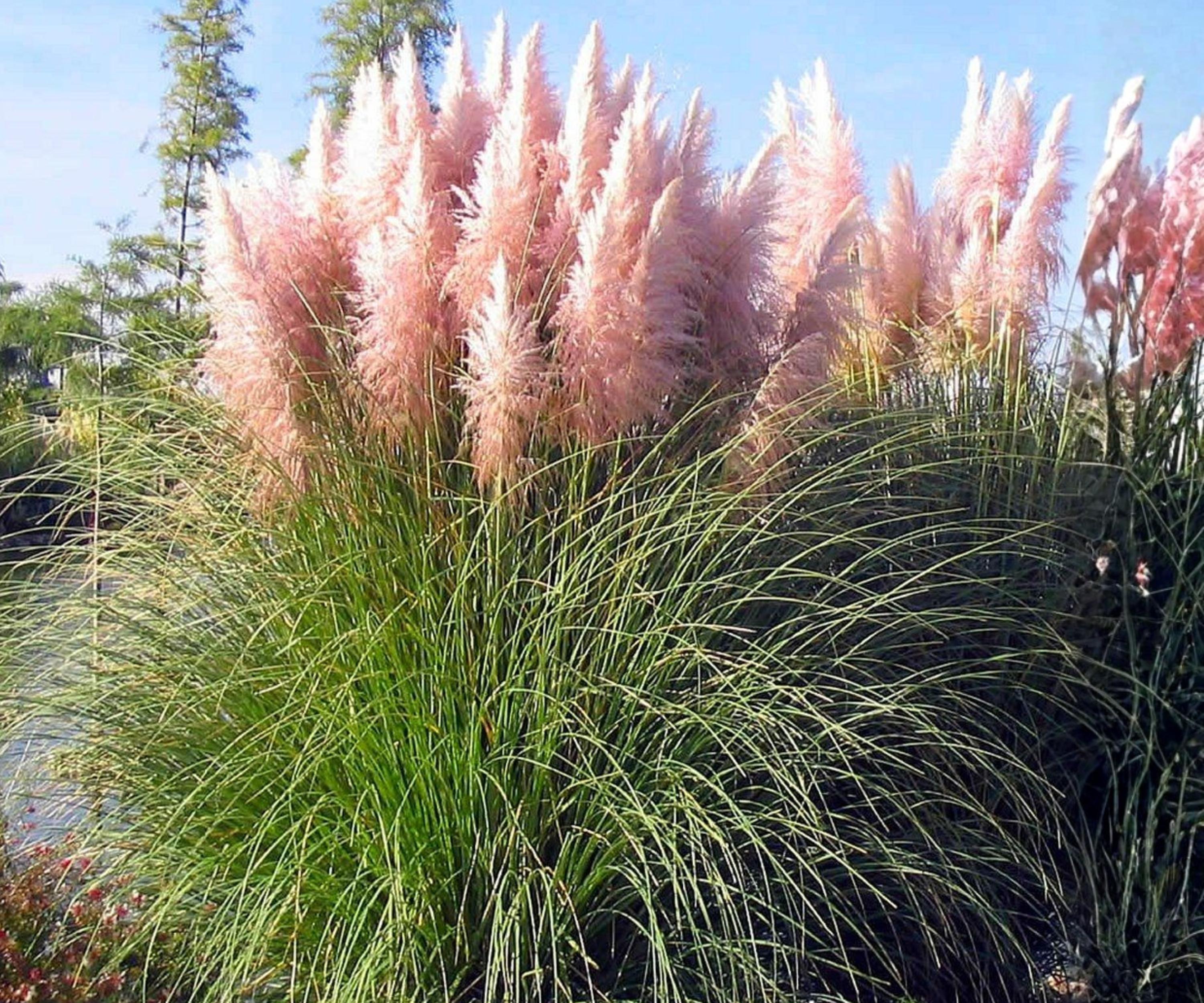 Pink Pampas Grass Live Plugs – Ornamental Perennial with Pink Feathery Plumes – Cortaderia Selloana for Landscaping & Dried Arrangements