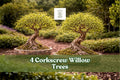 Corkscrew Willow Trees Live Plants – Salix matsudana, Twisted Branches, Ornamental, Fast-Growing, Landscape, Bonsai