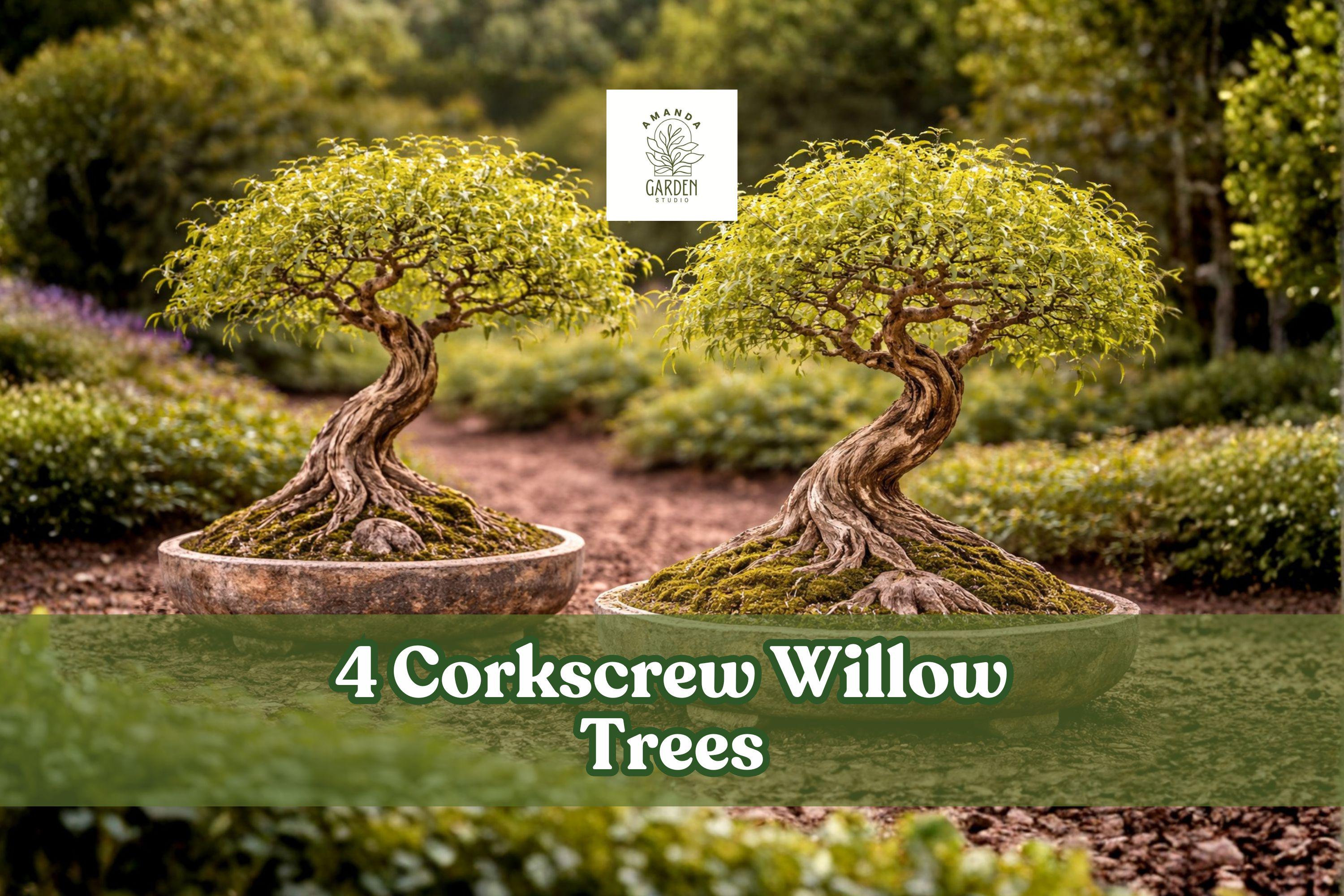 Corkscrew Willow Trees Live Plants – Salix matsudana, Twisted Branches, Ornamental, Fast-Growing, Landscape, Bonsai