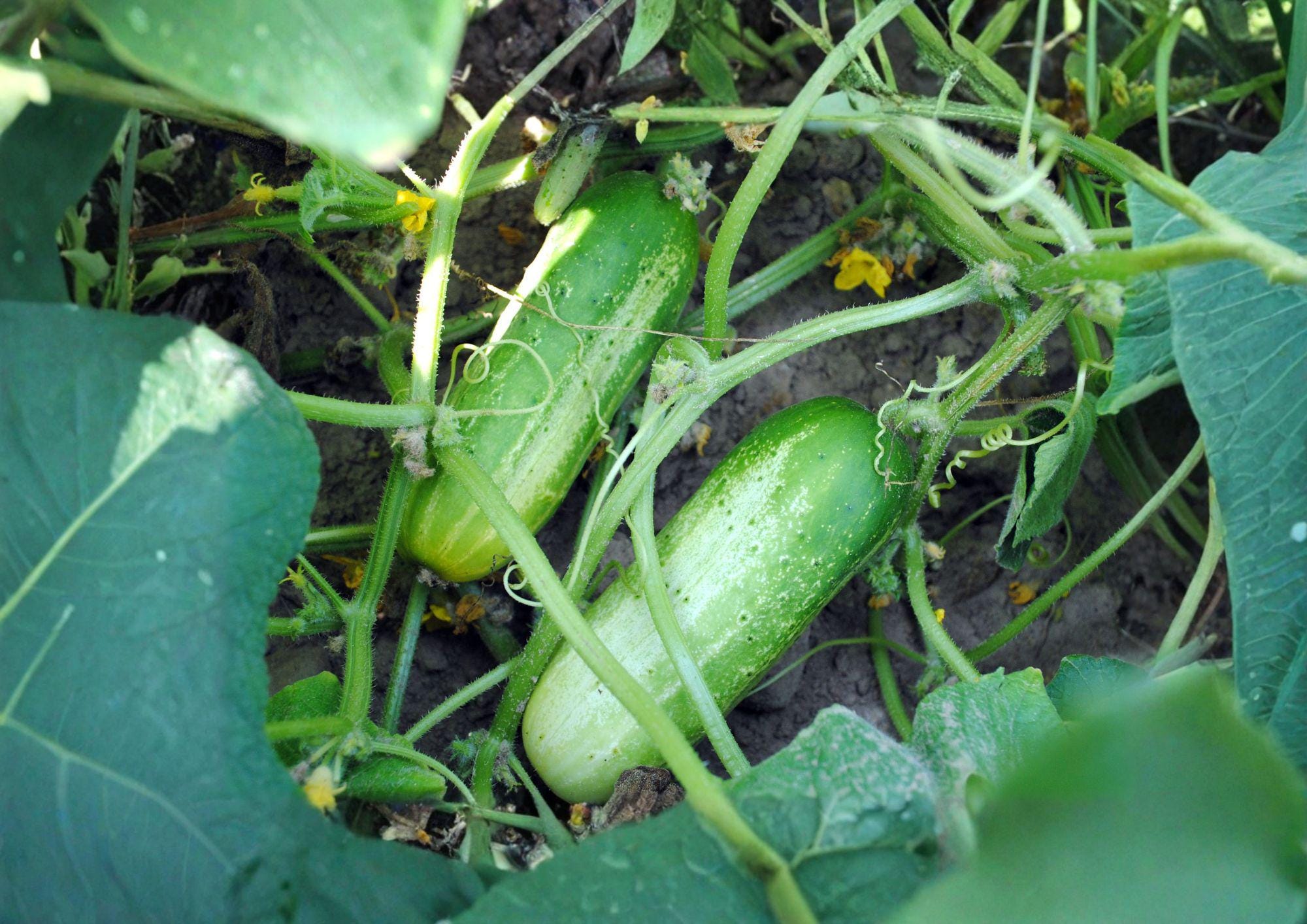 Boston Pickling Cucumber Seeds Non-GMO Heirloom Vegetable Seeds for Garden, Crisp Cucumbers for Pickling and Salads