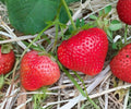 AC Wendy Strawberry Bare Root Plants – June Bearing Fragaria x ananassa for Outdoor Garden