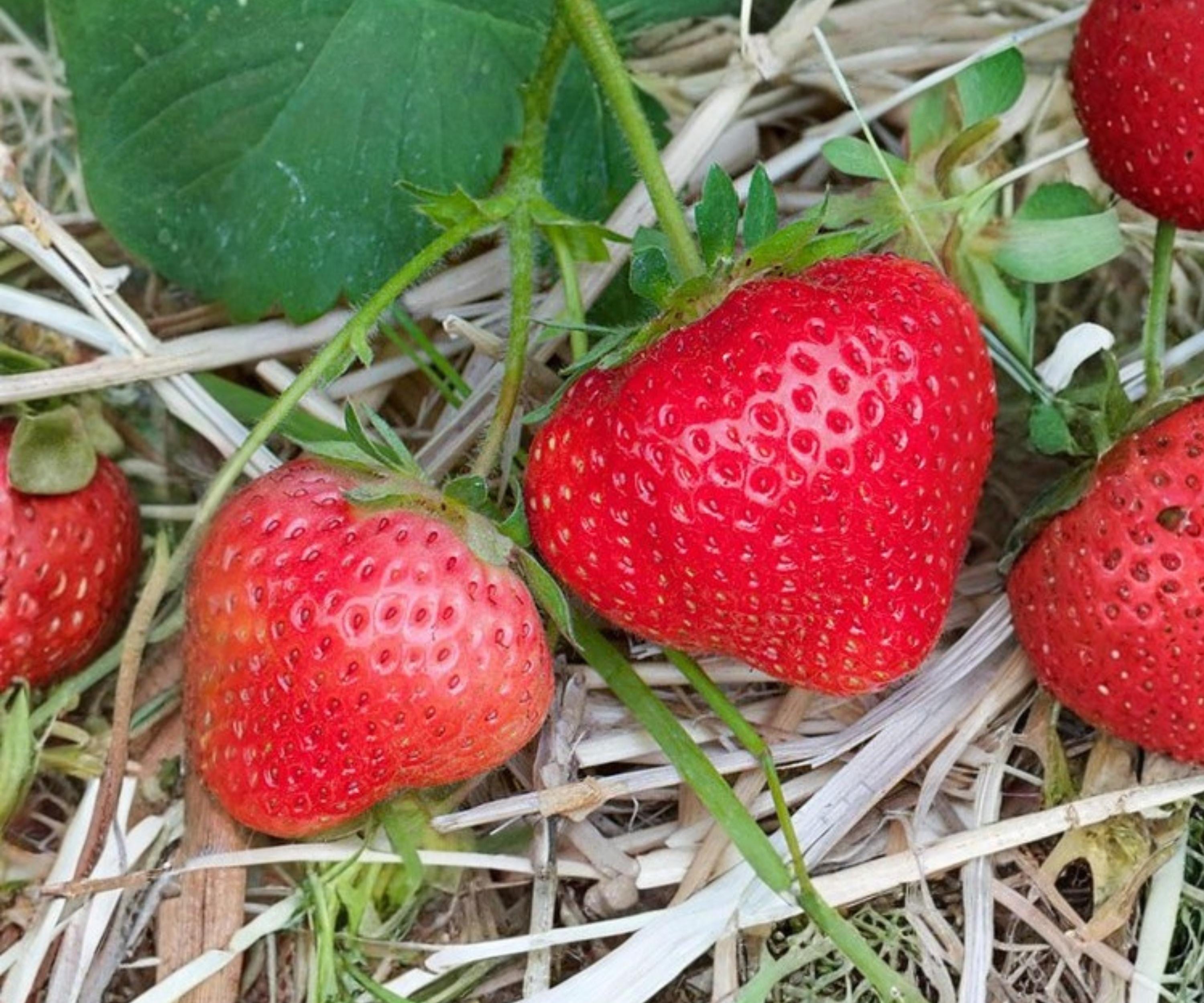 AC Wendy Strawberry Bare Root Plants – June Bearing Fragaria x ananassa for Outdoor Garden