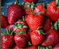 Albion Strawberry Bare Root Plants – Day-Neutral, Large, Sweet Fruit, Perennial, Edible Garden Plants