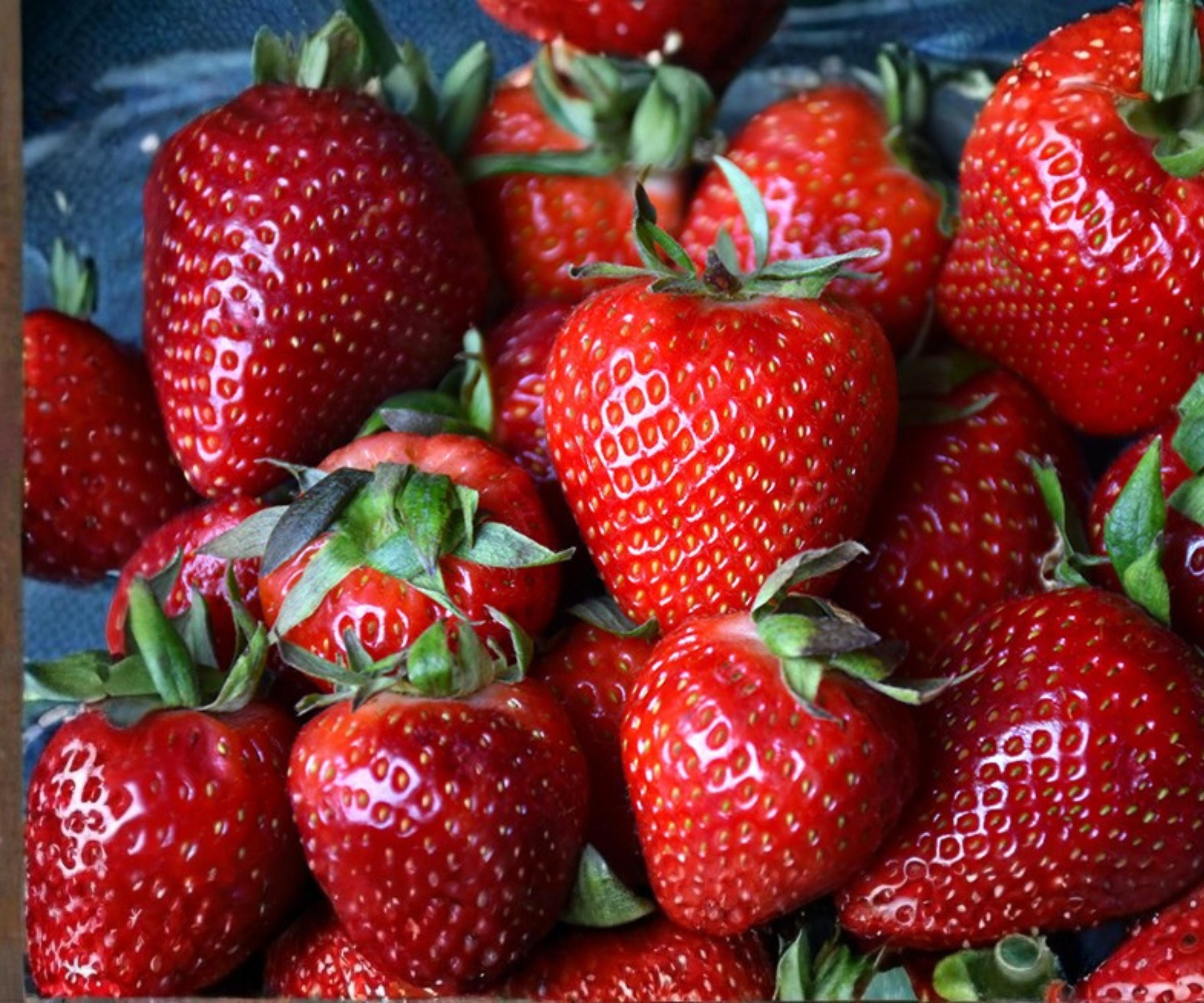 Albion Strawberry Bare Root Plants – Day-Neutral, Large, Sweet Fruit, Perennial, Edible Garden Plants