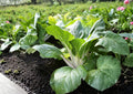 Extra Dwarf White Stem Pak Choi Seeds | Heirloom Chinese Cabbage for Small Gardens & Containers | Brassica rapa var. chinensis