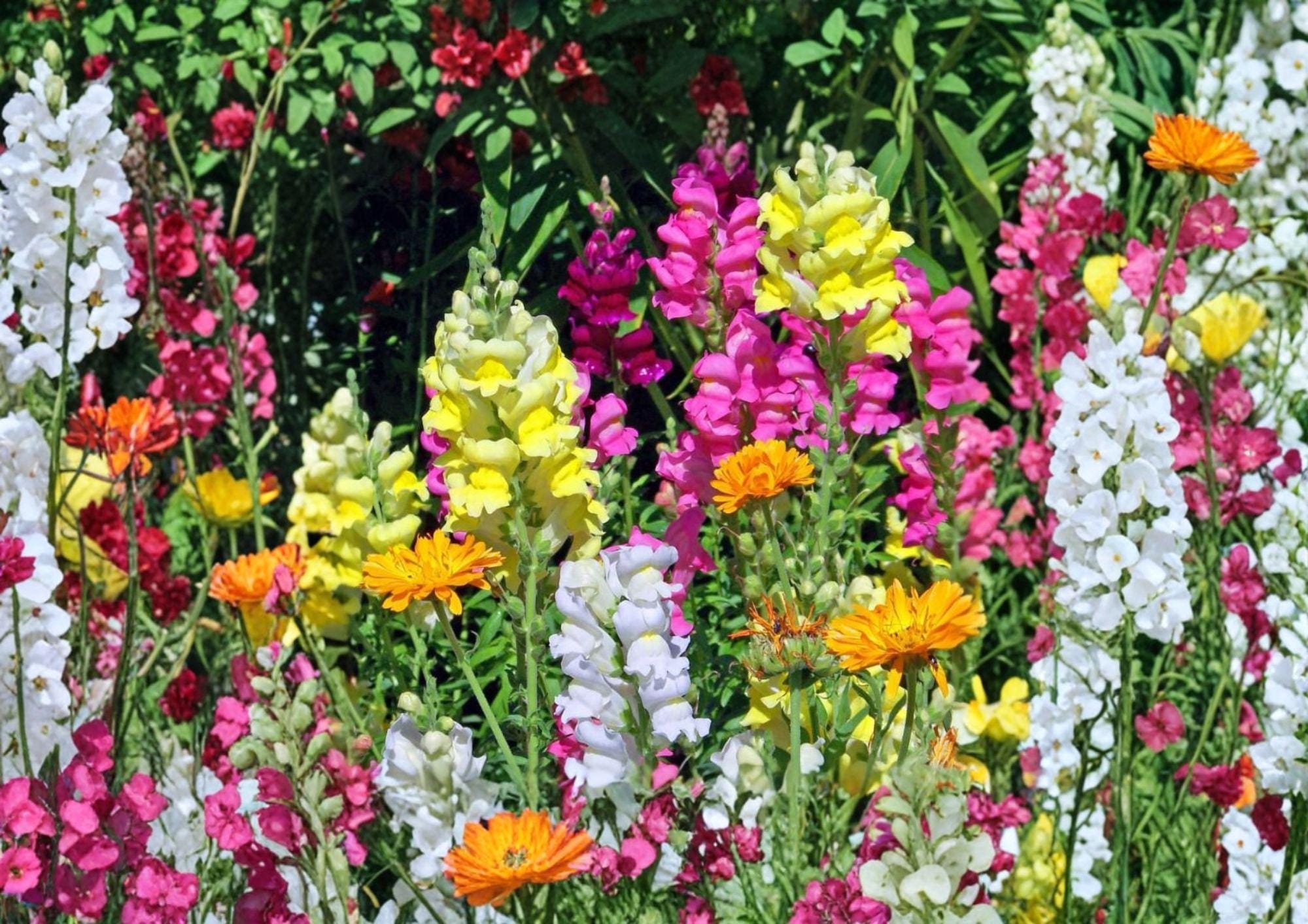 3000+ Snapdragon Tall Mix Seeds, Colorful Antirrhinum for Garden, Borders & Cut Flowers, Vibrant Flower Seeds