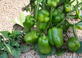 Emerald Giant Bell Pepper Seeds – Organic Heirloom, Large Green to Red, Sweet, High Yield Vegetable Seeds for Garden and Container Planting