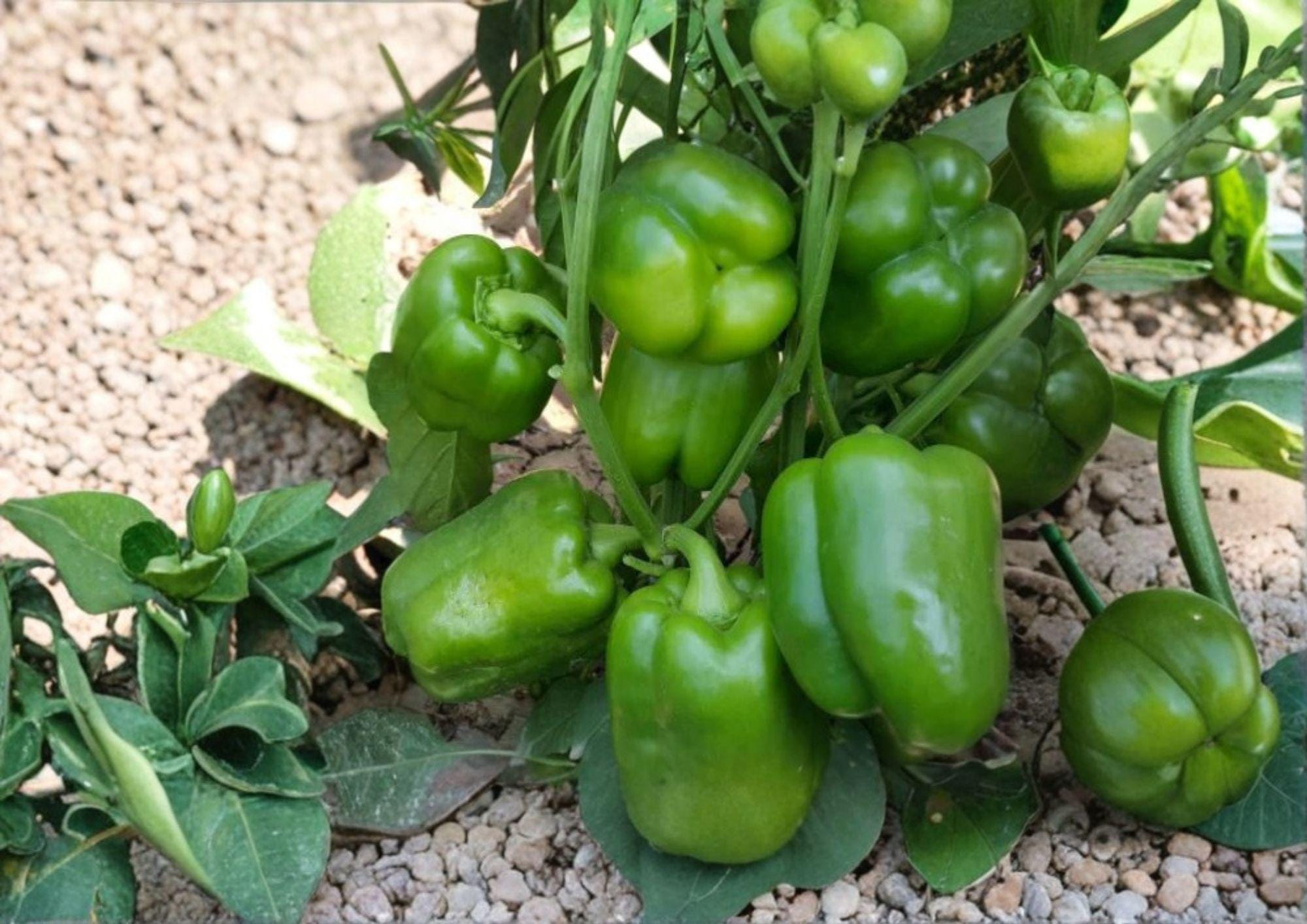 Emerald Giant Bell Pepper Seeds – Organic Heirloom, Large Green to Red, Sweet, High Yield Vegetable Seeds for Garden and Container Planting