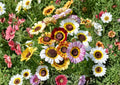 Painted Daisy Mix Seeds | Bright Colorful Large Blooms | Chrysanthemum Carinatum Garden Flowers for Planting