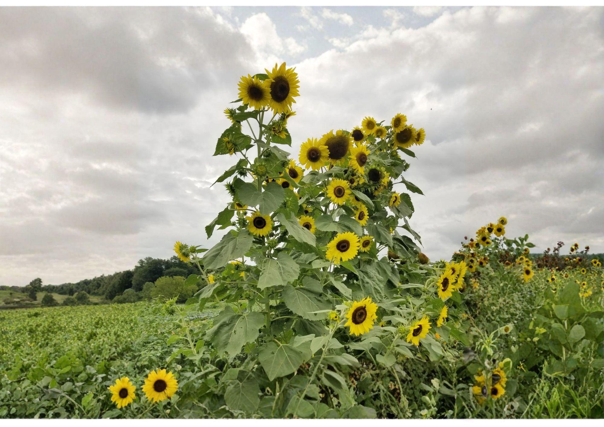 Lemon Queen Sunflower Seeds 50+ Pack, Large Soft Yellow Blooms, Pollinator Friendly, Garden Planting, Cut Flowers