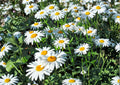 Shasta Daisy Seeds Heirloom Perennial Flower for Garden, White Bloom, Pollinator Friendly, Leucanthemum x superbum
