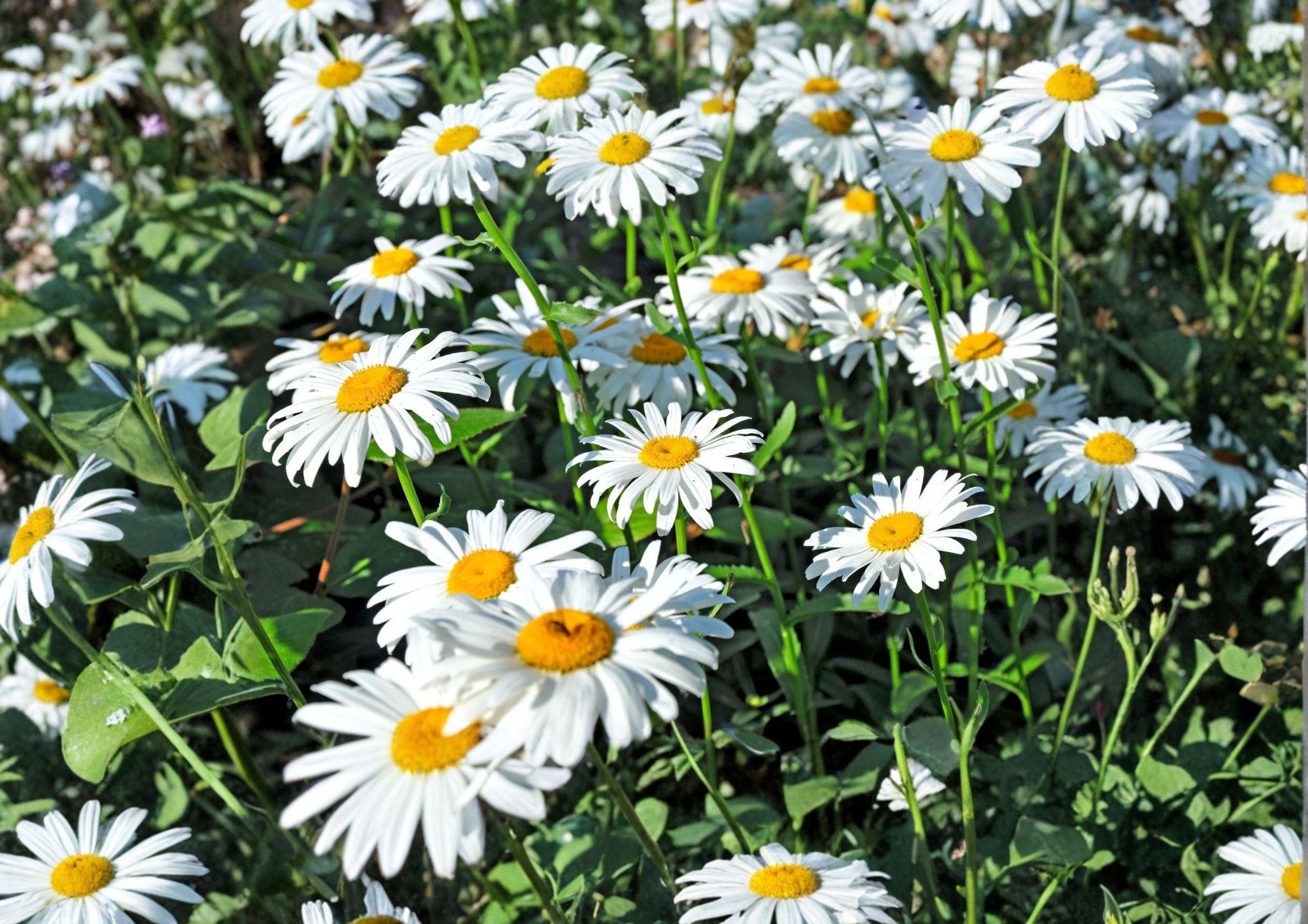 Shasta Daisy Seeds Heirloom Perennial Flower for Garden, White Bloom, Pollinator Friendly, Leucanthemum x superbum