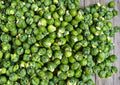 Catskill Brussels Sprouts Seeds, Heirloom Organic Non-GMO, Compact Vegetable Seeds for Garden Planting