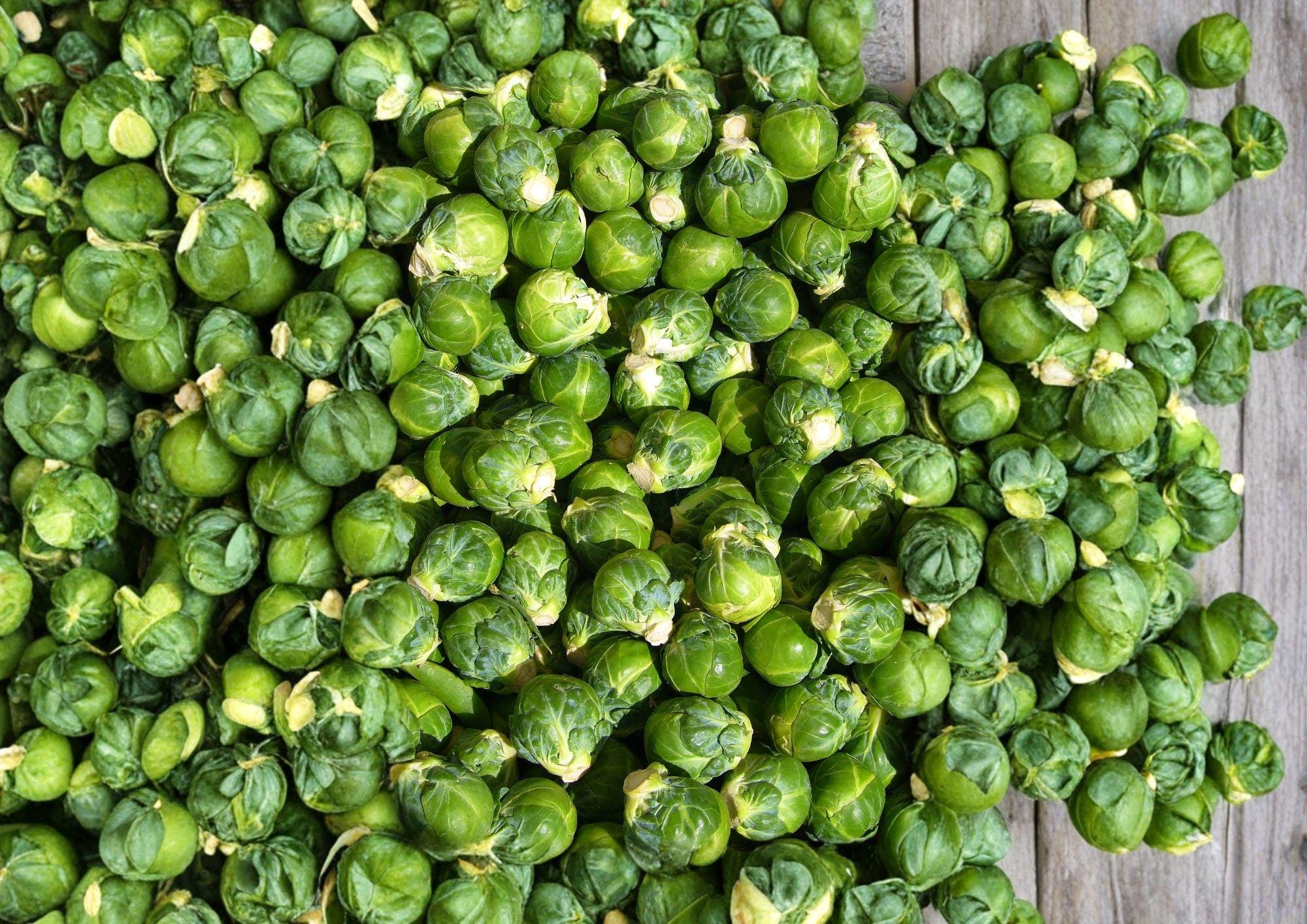 Catskill Brussels Sprouts Seeds, Heirloom Organic Non-GMO, Compact Vegetable Seeds for Garden Planting