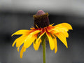 Clasping Coneflower Seeds | Heirloom Non-GMO Wildflower Seeds | Rudbeckia amplexicaulis Pollinator-Friendly Garden Planting