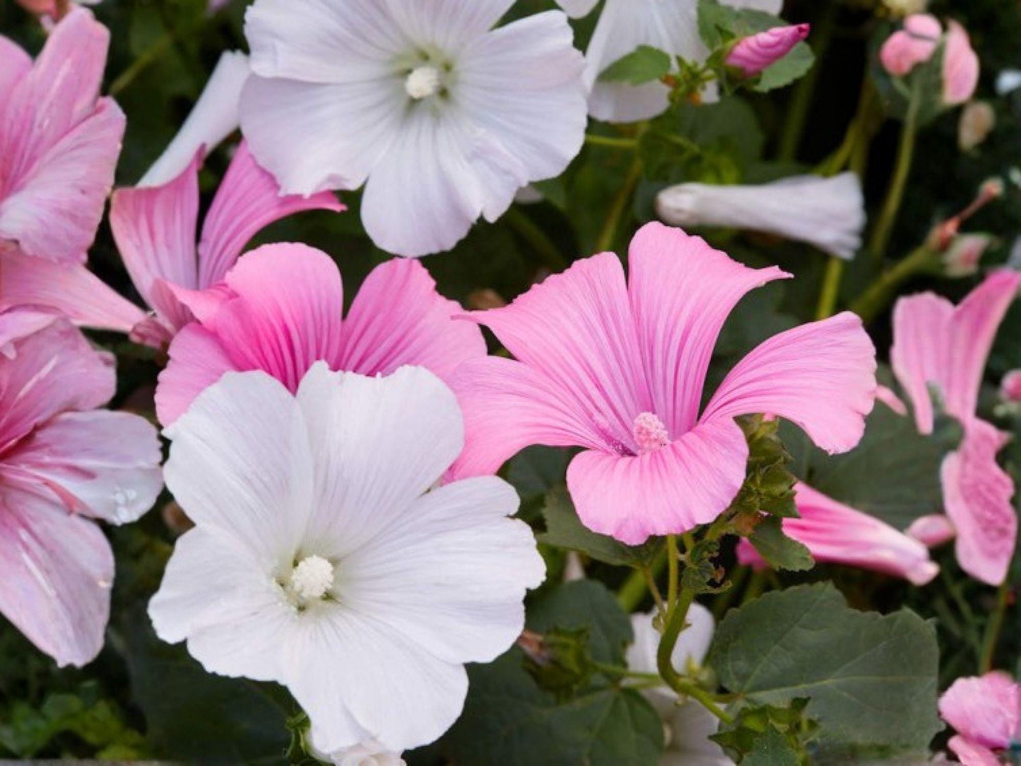 Dwarf White Rose Mallow Seeds | Heirloom Non-GMO Flower Planting | Lavatera trimestris for Cottage Gardens and Borders
