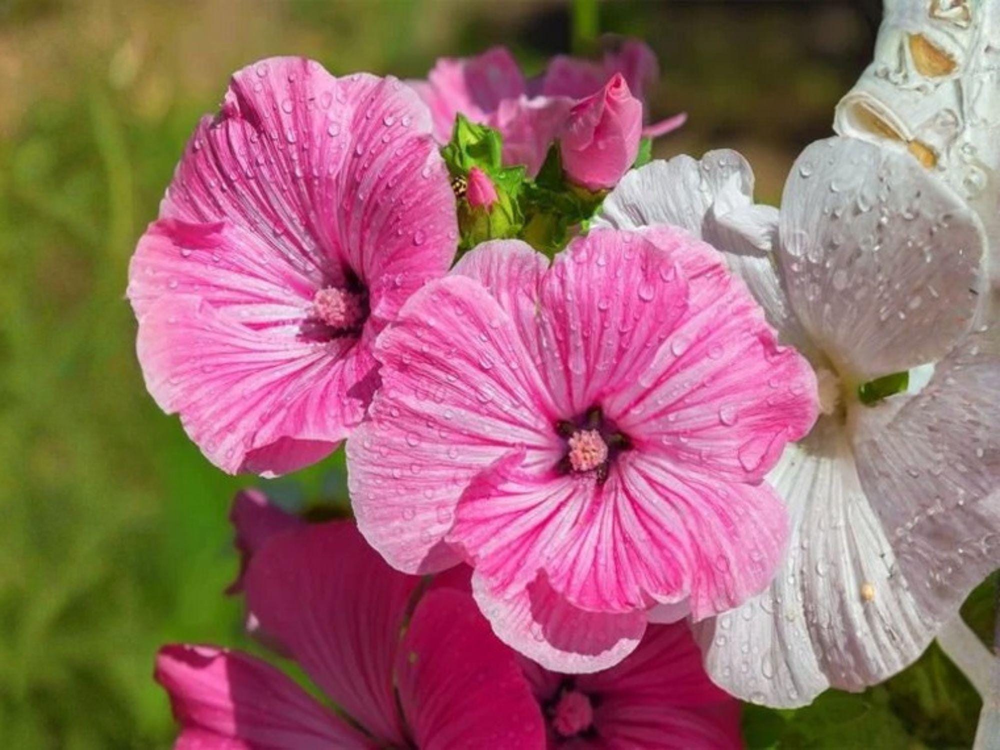 Dwarf Rose Mallow Mix Seeds | Heirloom Non-GMO Flower Garden Seeds | Lavatera trimestris for Borders & Cottage Gardens