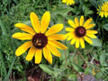 Black-Eyed Susan Seeds | Heirloom Non-GMO Wildflower for Garden, Pollinator, Cottage Garden Planting - Rudbeckia hirta