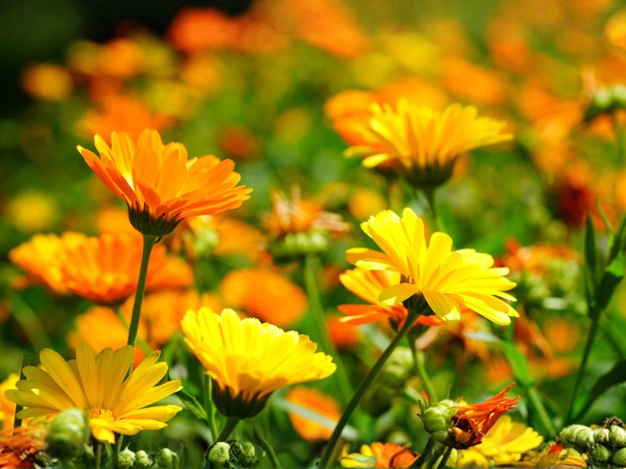 Calendula Pacific Beauty Dark Yellow Seeds | Heirloom Non-GMO Flower Seeds for Garden, Borders, Cottage Gardens
