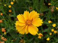 Dwarf Coreopsis Seeds | Heirloom Non-GMO Wildflower | Pollinator Garden Blooms | Coreopsis lanceolata