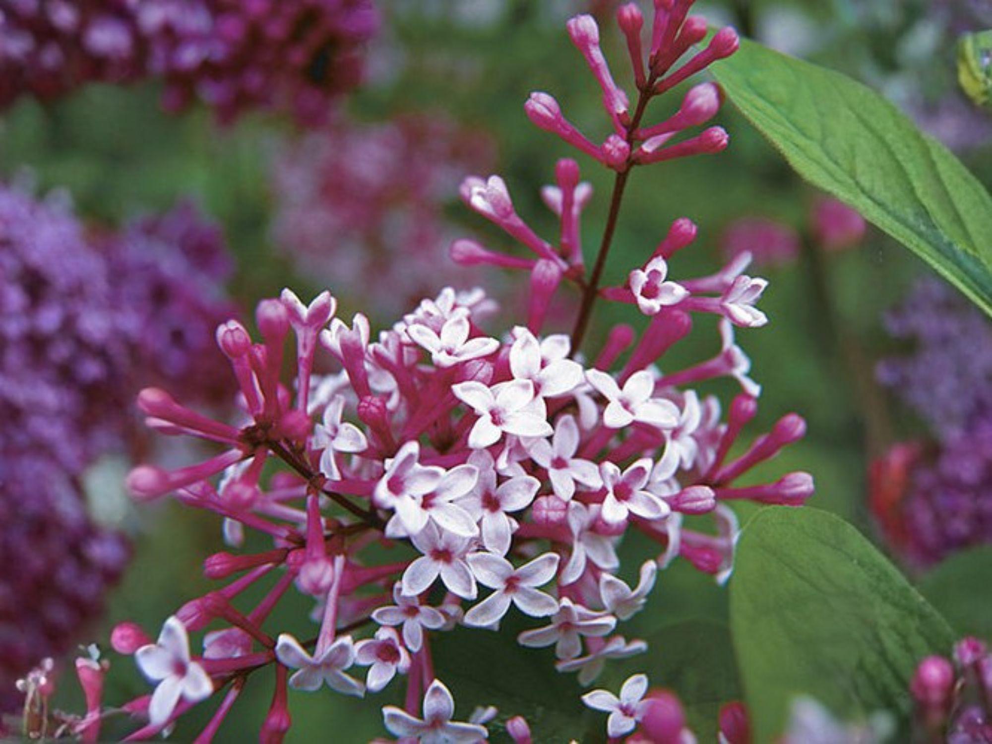 Syringa microphylla Littleleaf Lilac Seeds | Heirloom Non-GMO Fragrant Garden Shrub for Borders and Landscaping