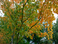 Green Barked Maple Tree Seeds | Acer grosseri Heirloom Non-GMO Ornamental Garden Planting