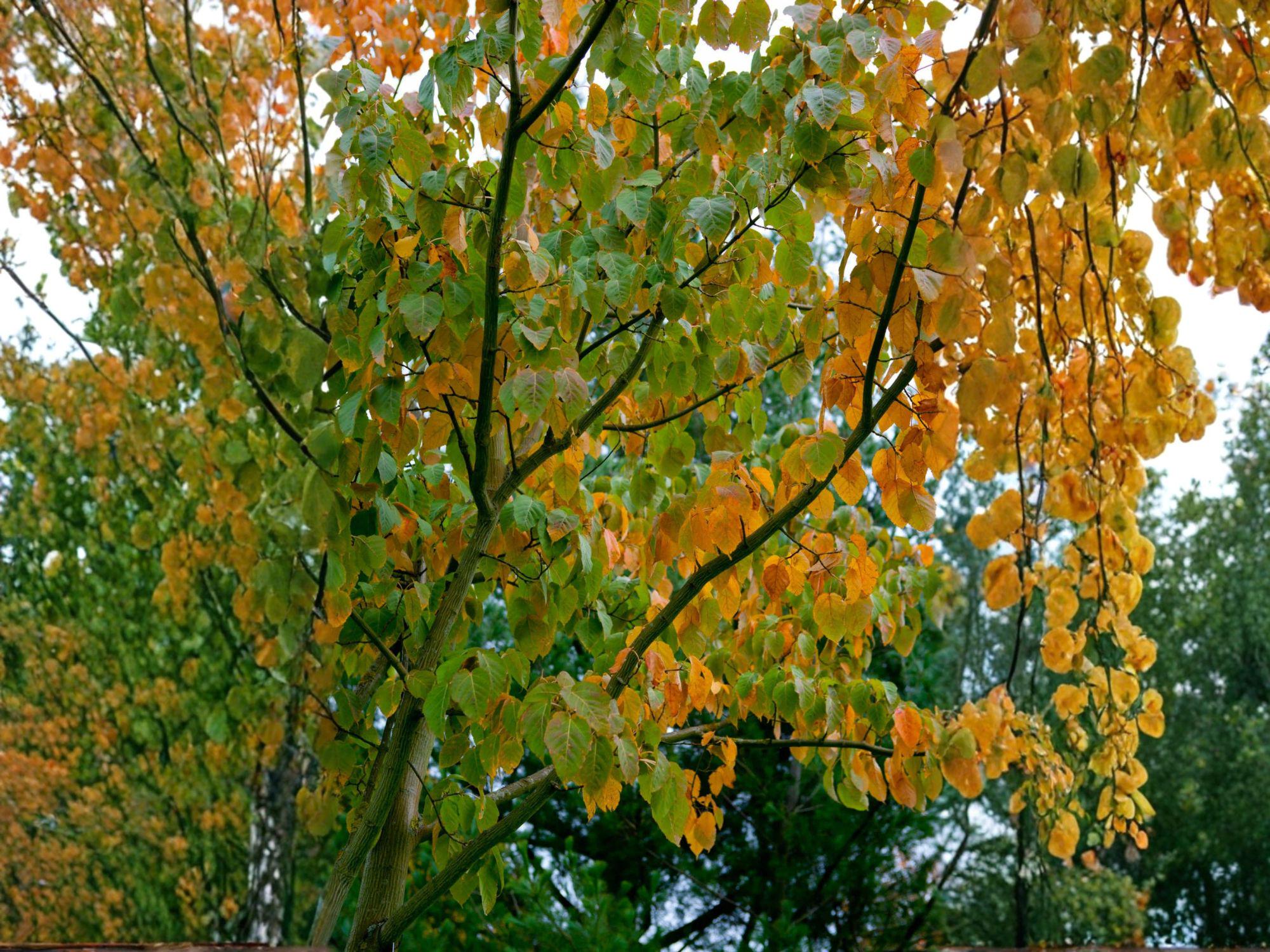 Green Barked Maple Tree Seeds | Acer grosseri Heirloom Non-GMO Ornamental Garden Planting