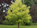 Boxelder Maple Seeds | Heirloom Non-GMO Acer negundo Tree Seeds for Garden Planting