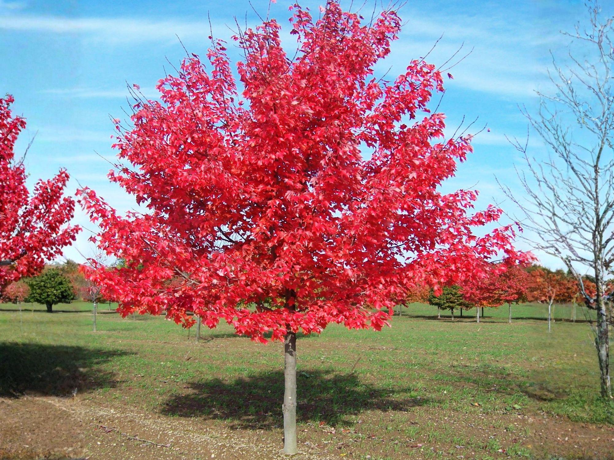 Red Maple Tree Seeds | Heirloom Non-GMO Acer rubrum Ornamental Landscape Planting