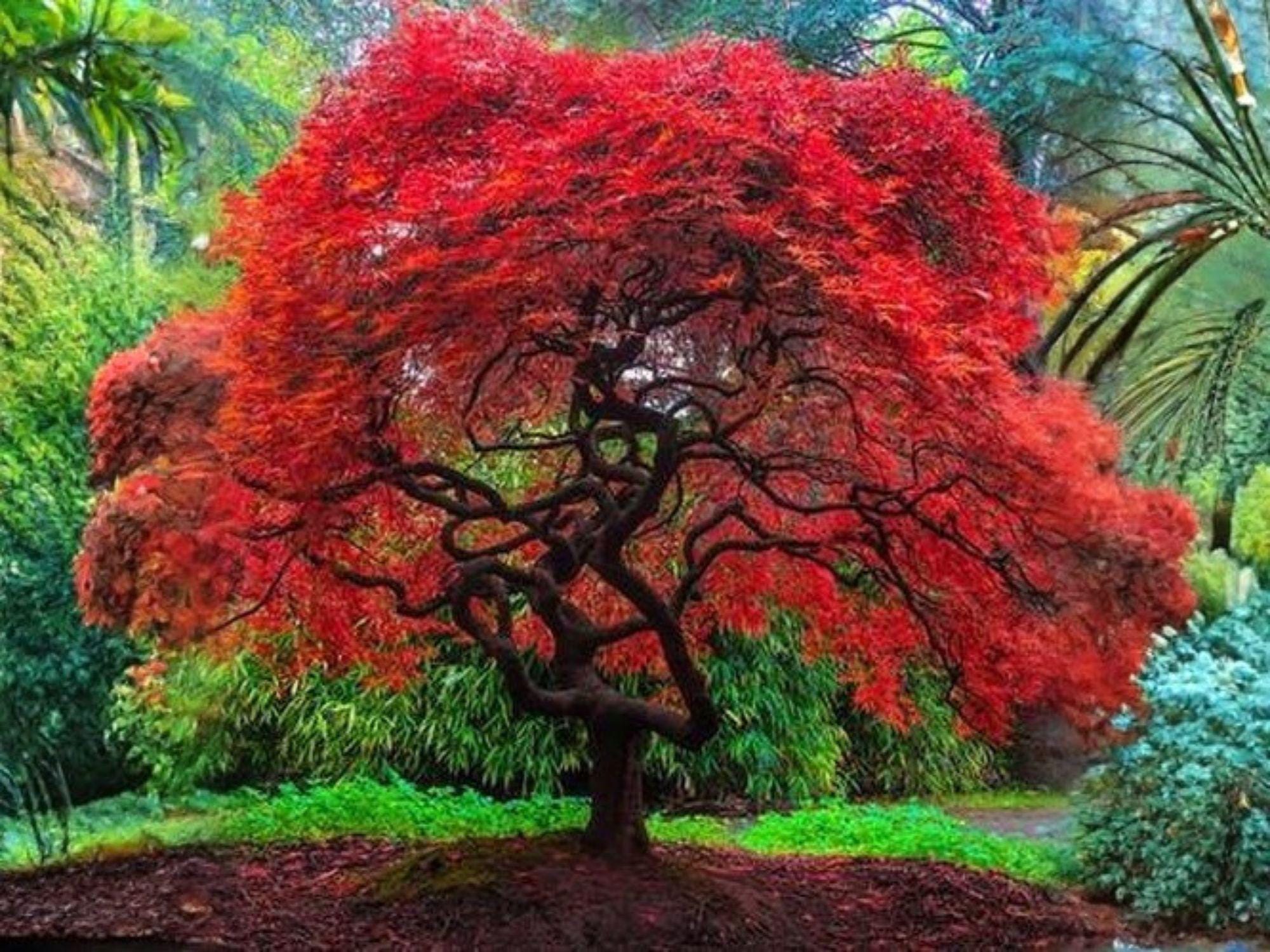 Acer Ginnala Amur Maple Tree Seeds - Heirloom Non-GMO Ornamental Landscape Planting