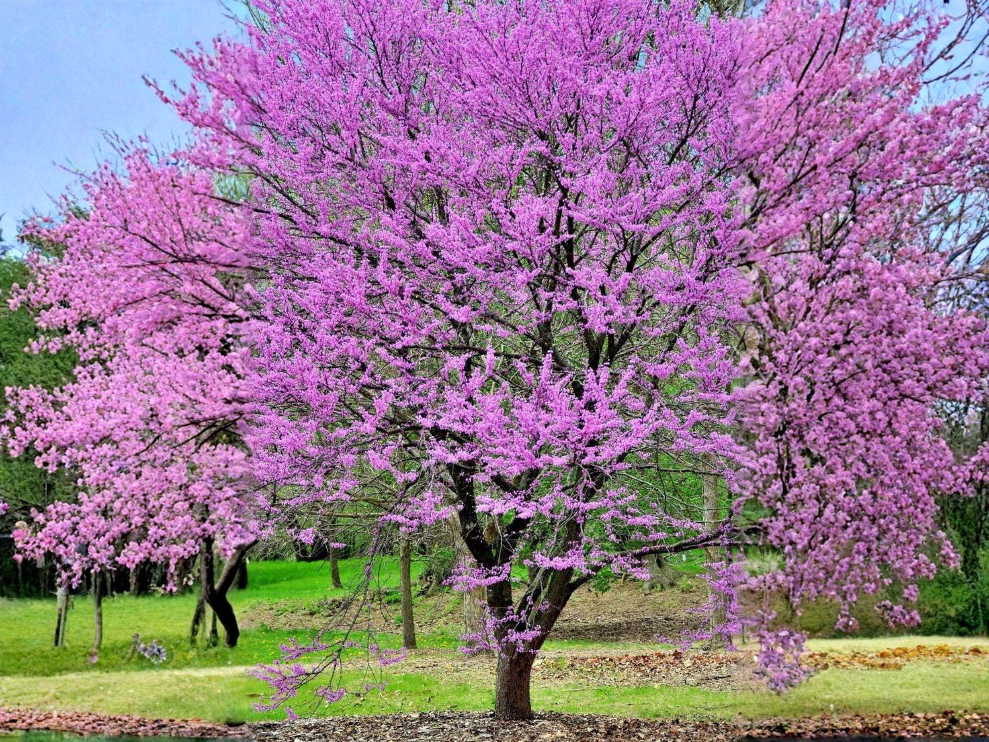 Giant Redbud Tree Seeds | Heirloom Non-GMO Cercis gigantea for Ornamental Landscape Planting