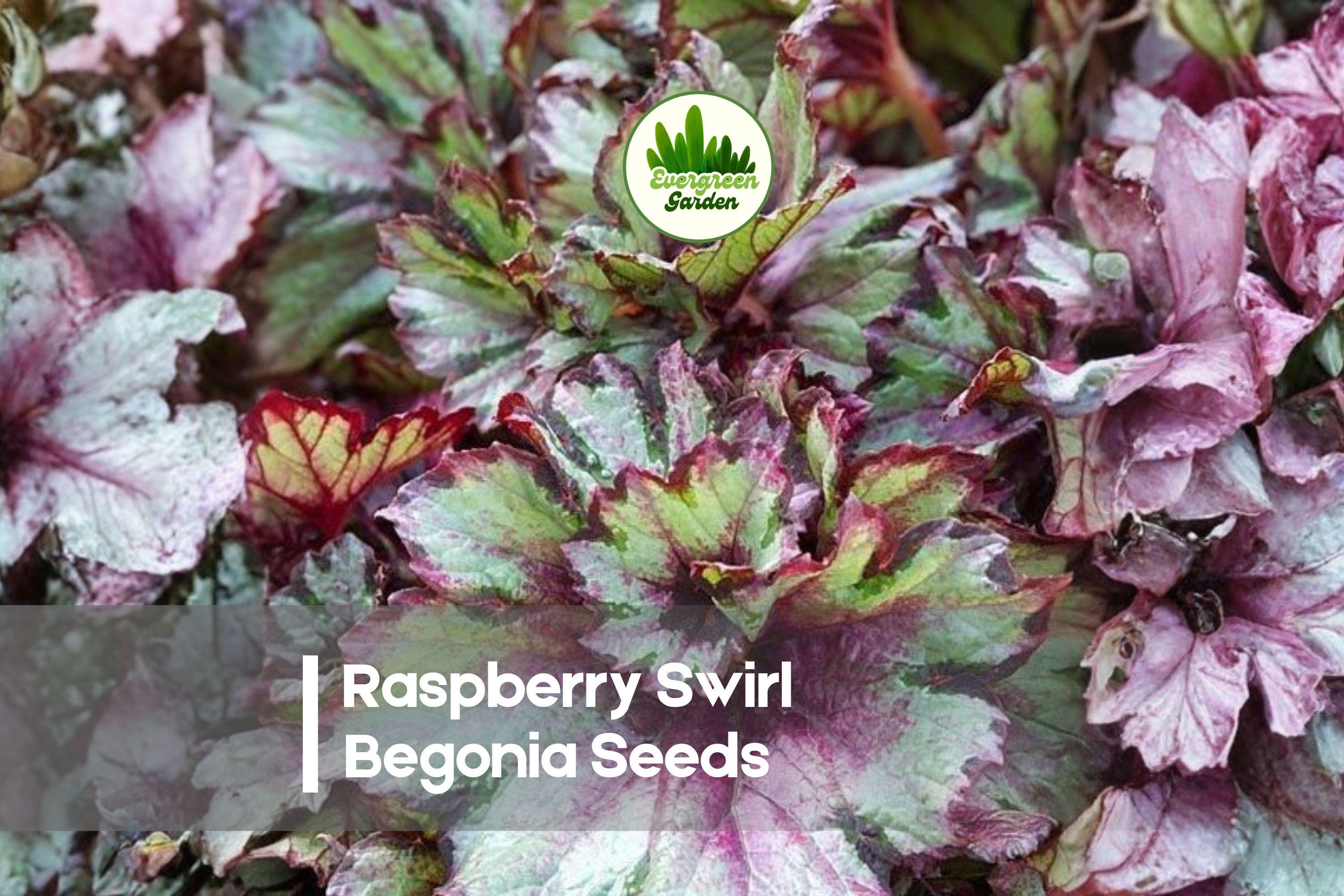 Raspberry Swirl Rex Begonia Seeds – Ornamental Foliage Plant, Decorative Raspberry Pink & Silver Leaves, Begonia rex-cultorum