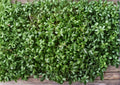 Pepper Cress Seeds, Microgreens & Salad Herb, Lepidium sativum, Non-GMO, Heirloom, Fast-Growing Garden Seeds