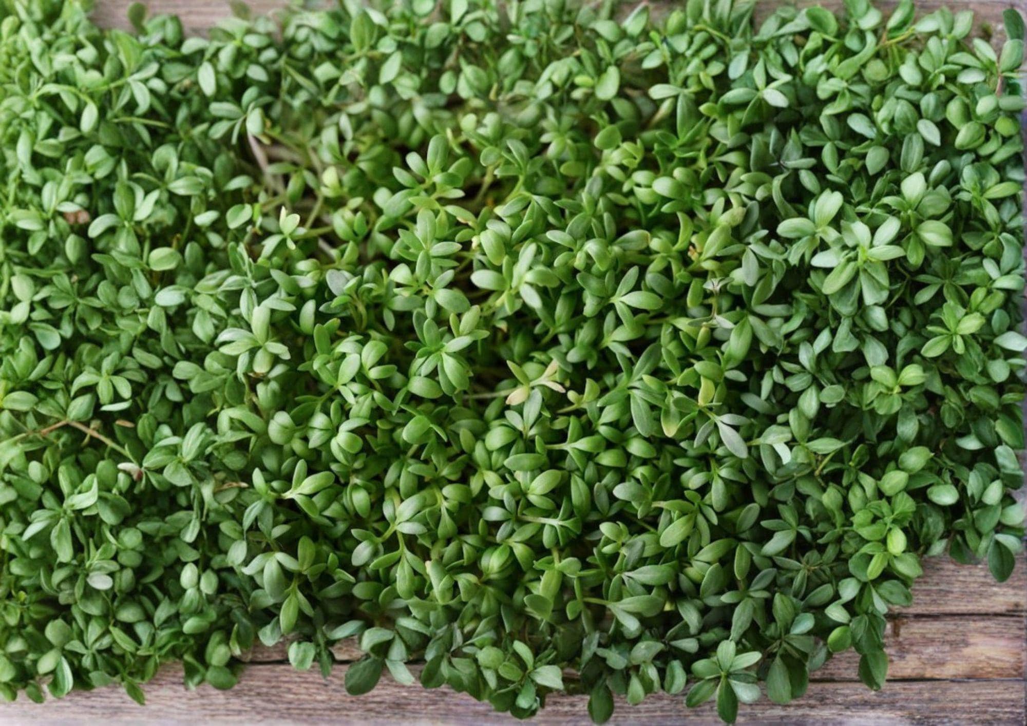 Pepper Cress Seeds, Microgreens & Salad Herb, Lepidium sativum, Non-GMO, Heirloom, Fast-Growing Garden Seeds