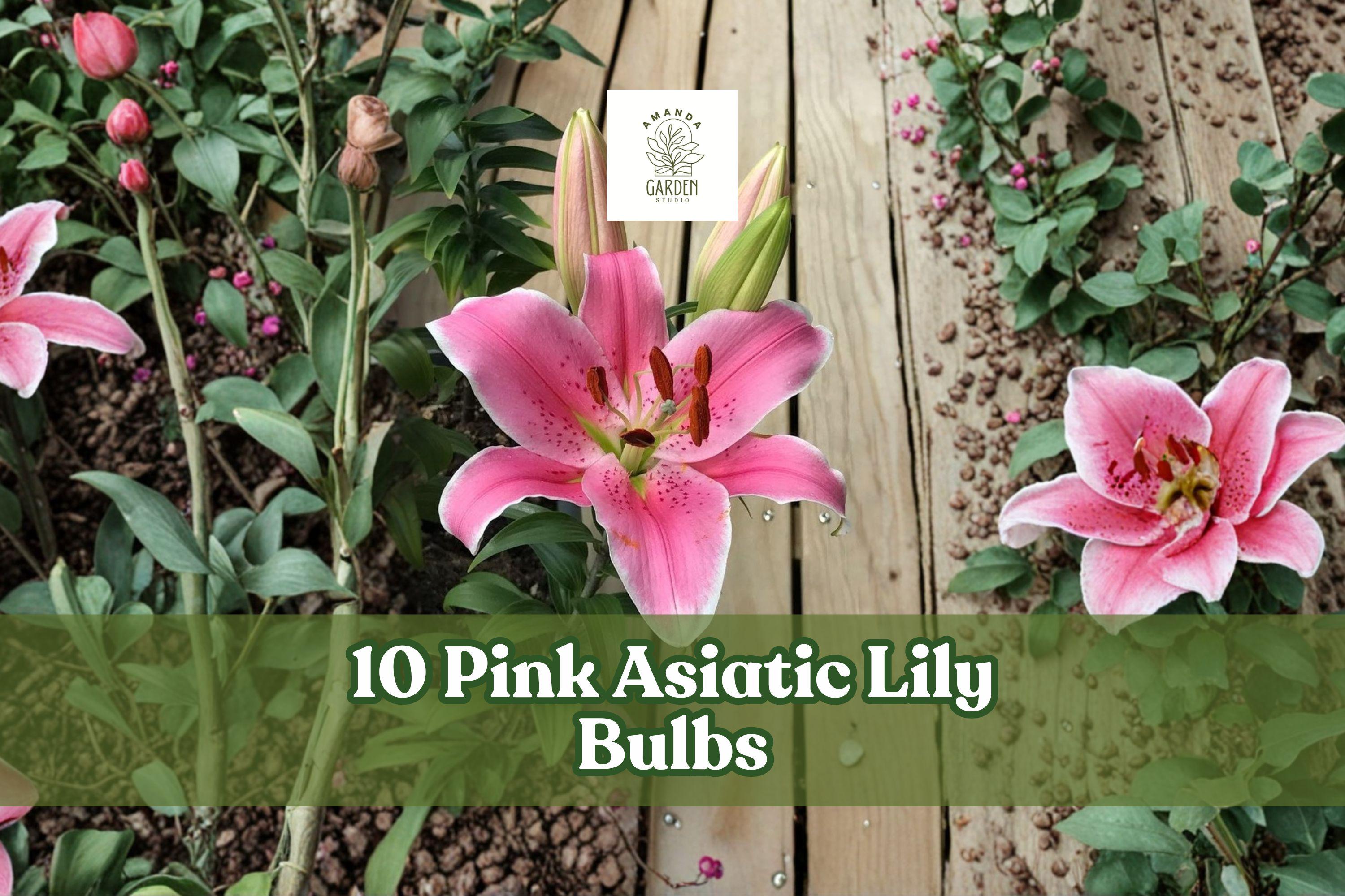 Pink Asiatic Lily Bulbs – 10 Pack, Bright Pink Flowers, Perennial Garden Bulbs, Lilium spp., Summer Bloom, Easy to Grow