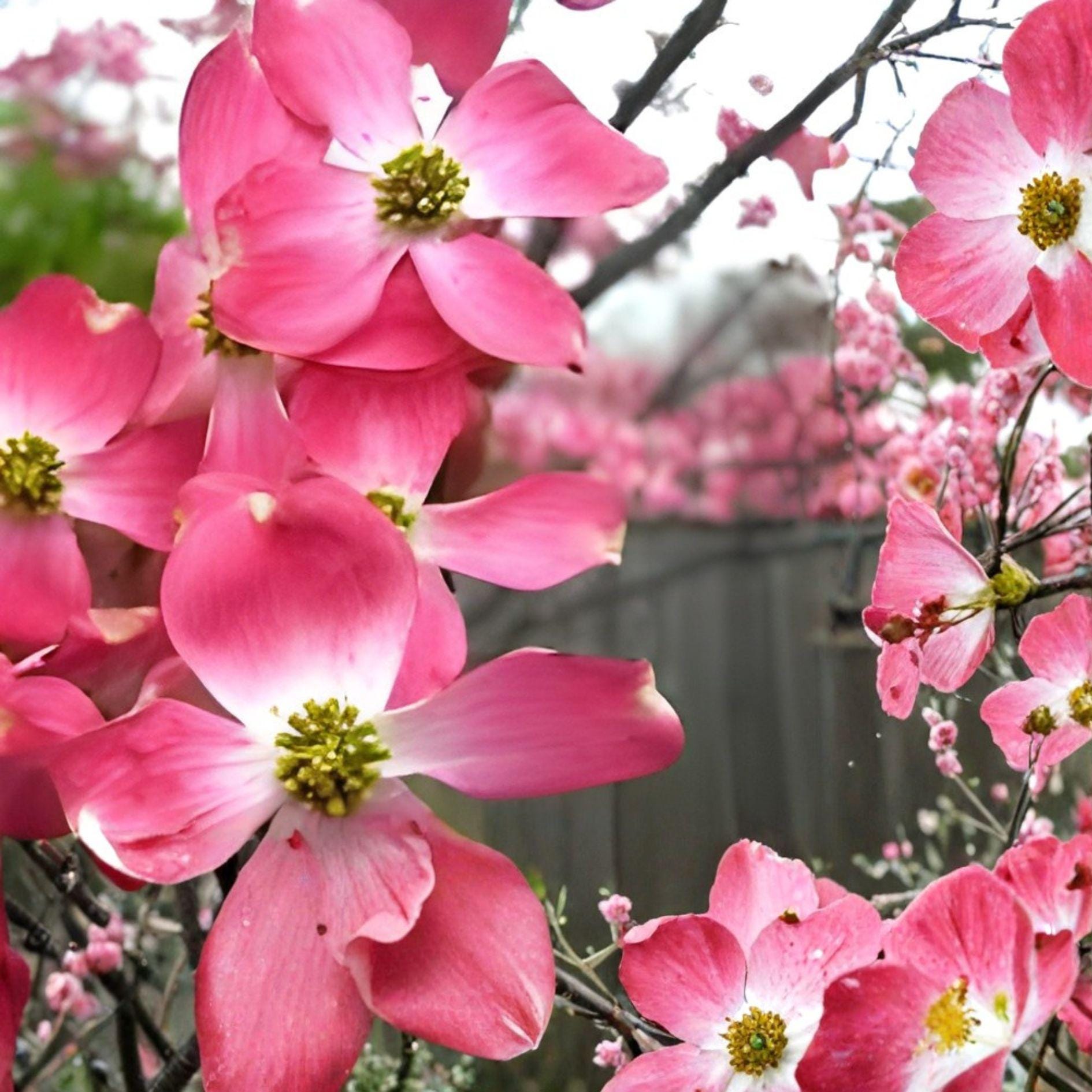 Pink Dogwood Cuttings – Unrooted Flowering Tree Propagation, Cornus florida, Heirloom Pink Blooms, Garden Landscaping