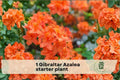 Gibraltar Azalea Starter Plant Rhododendron Exbury Hybrid Flowering Shrub for Garden Beds & Borders