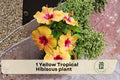 Yellow Tropical Hibiscus Plant – Live Starter Hibiscus rosa-sinensis with Bright Yellow Blooms for Indoor & Outdoor Gardens