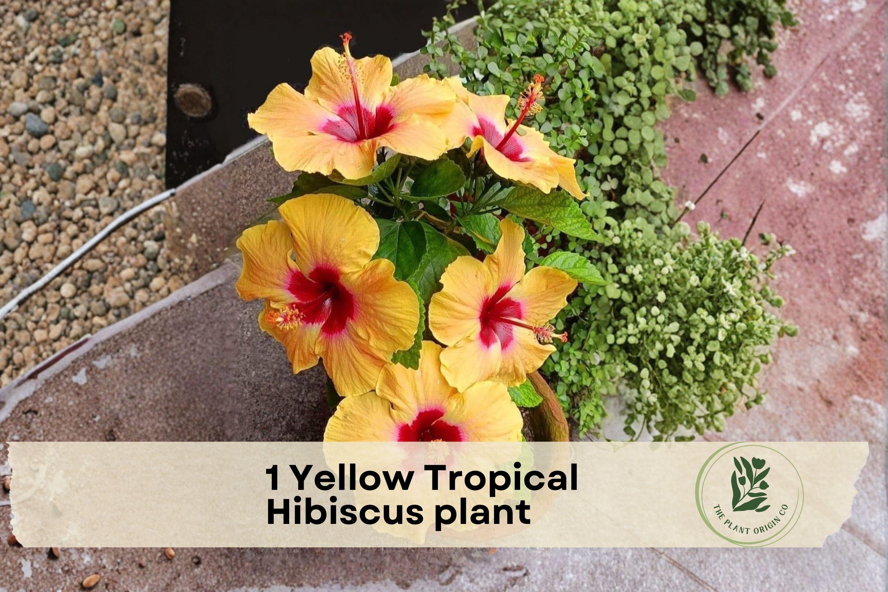 Yellow Tropical Hibiscus Plant – Live Starter Hibiscus rosa-sinensis with Bright Yellow Blooms for Indoor & Outdoor Gardens