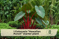 Colocasia esculenta Hawaiian Punch Elephant Ear Starter Plant – Tropical Foliage, Potted, Indoor/Outdoor, Fast-Growing